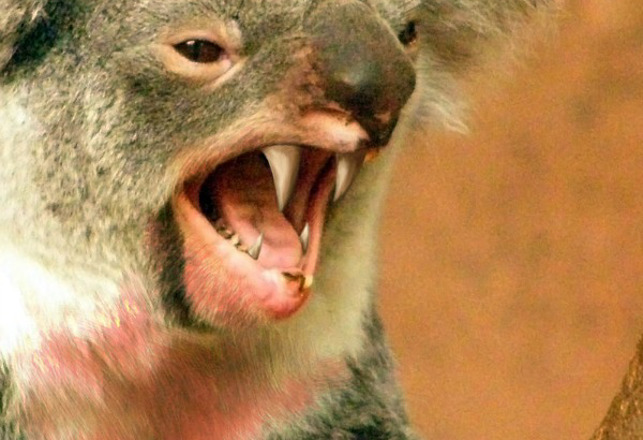 Blood Thirsty Koalas Once Roamed Australia