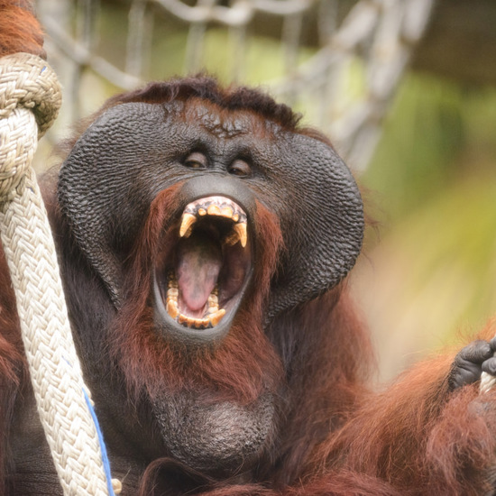 The Strange Case of Orangutans Murdering One of Their Own
