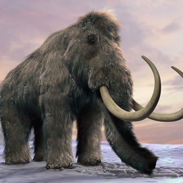 The Men Who Claimed They Ate Woolly Mammoth Steak