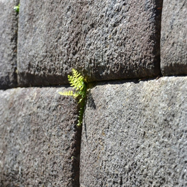 Plants are Good at Forgetting Stress