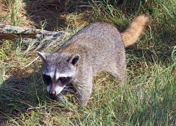 pygmy raccoon 570x408
