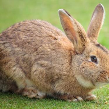 Cryopreservation Works for Frozen Rabbit Brains