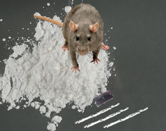 rats cocaine  570x451
