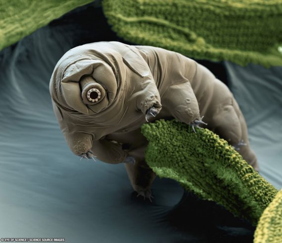 tardigrade eyeofscience 960 570x492