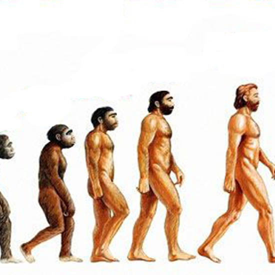 Homo Sapiens May Evolve into Homo Optimus by 2050