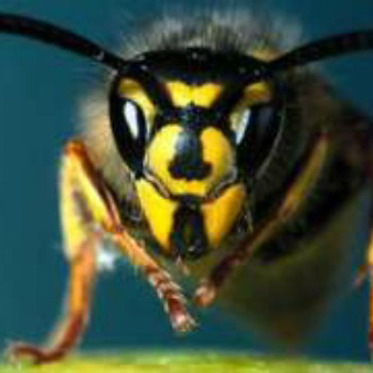 The Ingenious Way Wasps Find Their Way Back Home