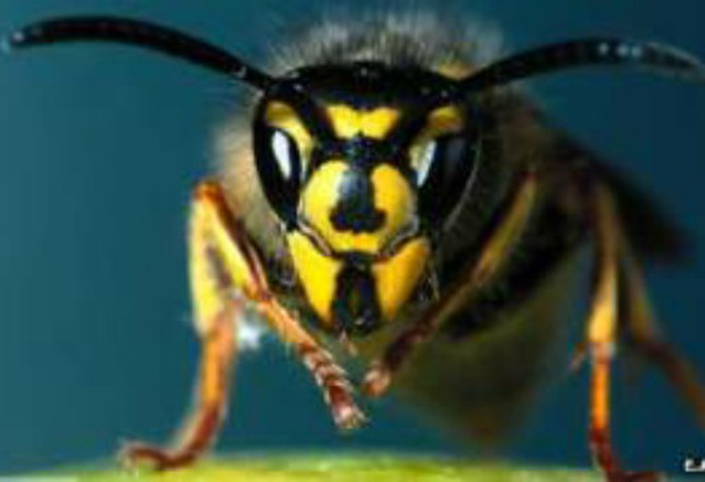 The Ingenious Way Wasps Find Their Way Back Home