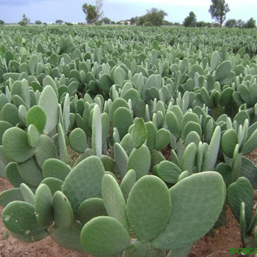 Desert Cactus Purifies Water for Aquaculture and More