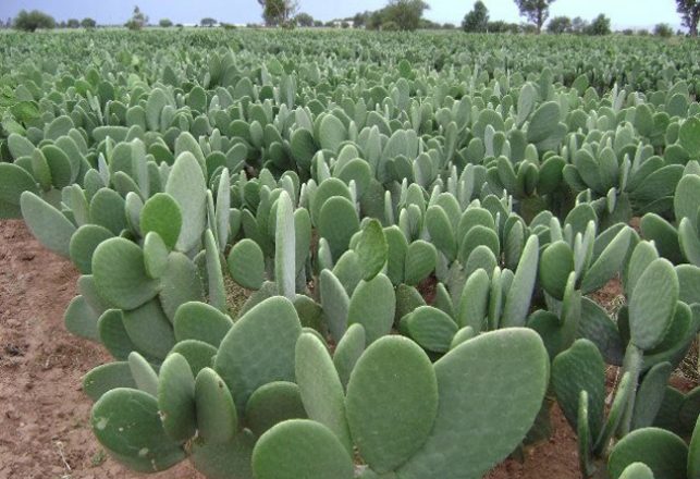 Desert Cactus Purifies Water for Aquaculture and More