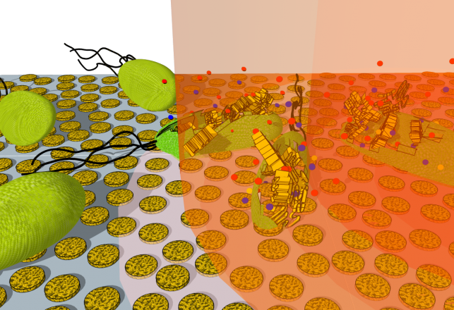 Killing Bacteria Quickly with Gold Disks and Light