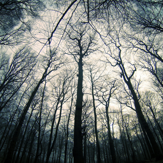 The Mysteries of Virginia’s Cursed Forest