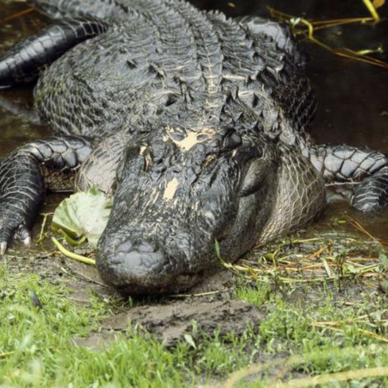 Brave Nesting Birds Are Using Alligators As Bodyguards