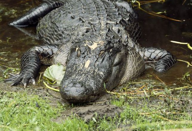 Brave Nesting Birds Are Using Alligators As Bodyguards