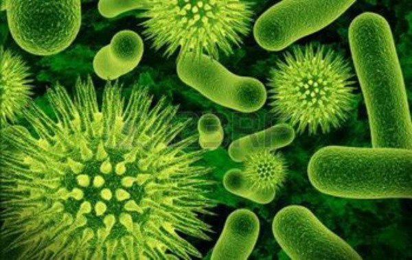 Bacteria3877181 realistic rendering of bacteria in green colors