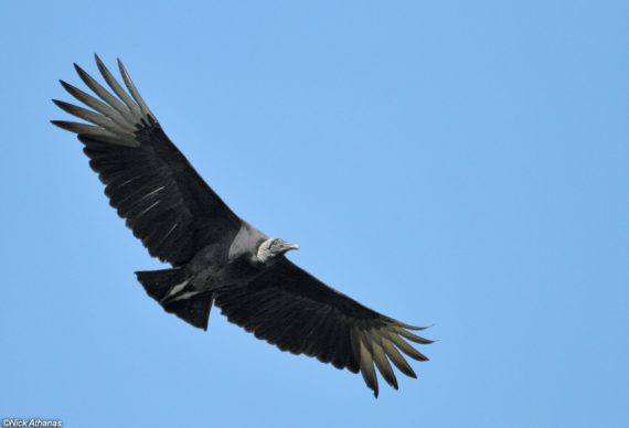 Black Vulture 570x388