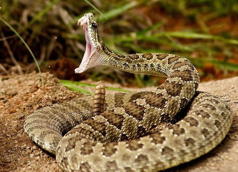 Venomous Snakes You Wouldnt Want To Adopt As A Pet 1 1