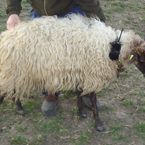Bionic Sheep are Keeping the Wolves Away with Sound
