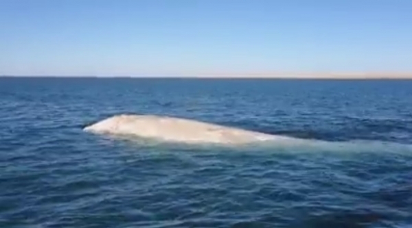 extremely rare gallon of milk albino gray whale spotted in mexico