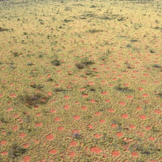 Mysterious Fairy Circles Spread to the Australian Outback