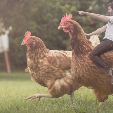 Scientist Develops Jurassic Chicken with Dinosaur Leg