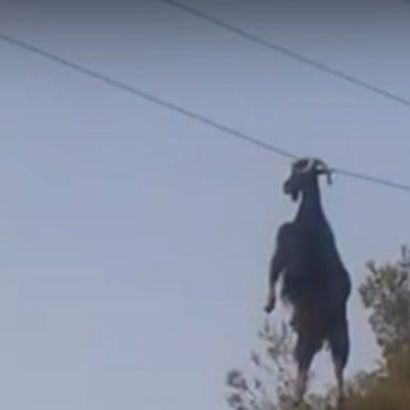 Mysterious Flying Goat Freed From Telephone Lines