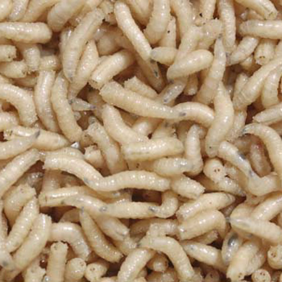 Making Maggots and Hookworms Work For You