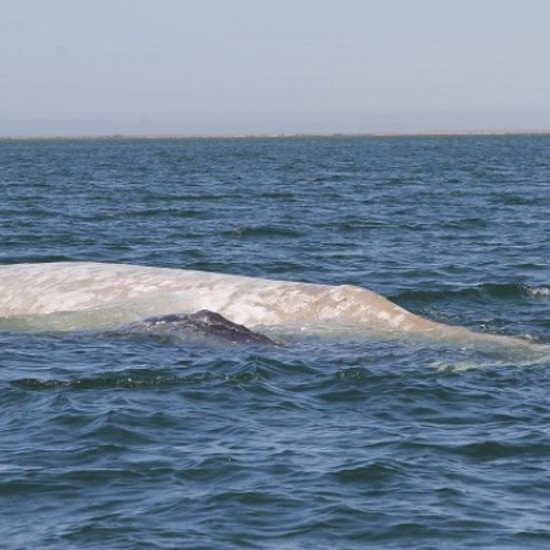 Famous Rare Albino Gray Whale Returns to Mexico