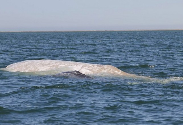 Famous Rare Albino Gray Whale Returns to Mexico