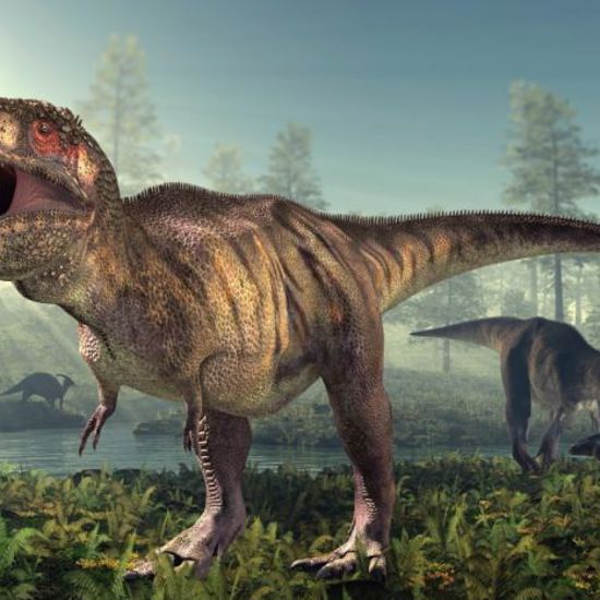 Pregnant T. Rex Fossil Found With Possible DNA