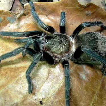 Tarantula Venom May Provide the Next New Pain Drug