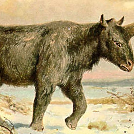 Siberian Unicorns Once Lived With Siberian Humans