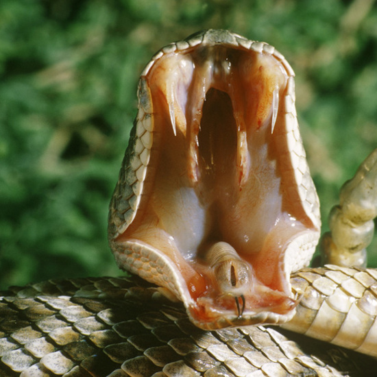 Discovery of Possible Universal Snakebite Antidote
