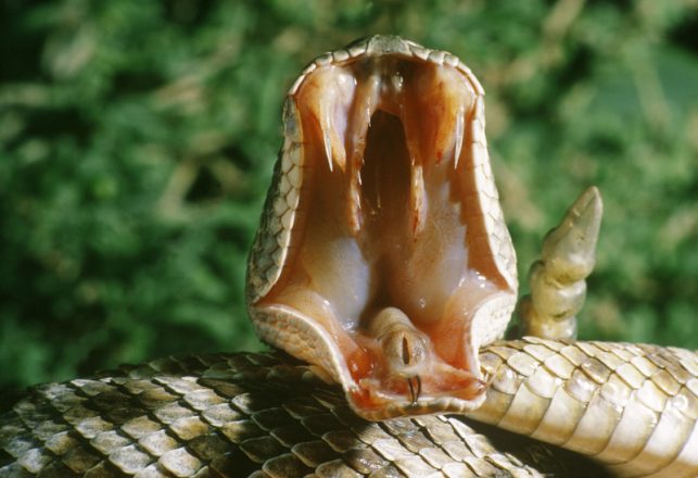 Discovery of Possible Universal Snakebite Antidote