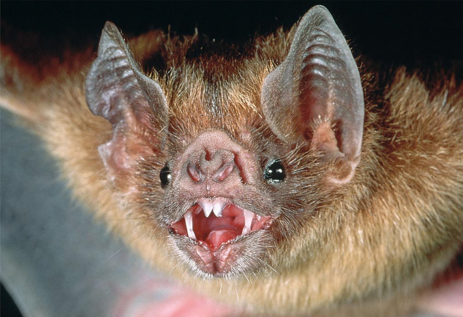 vampire bat1