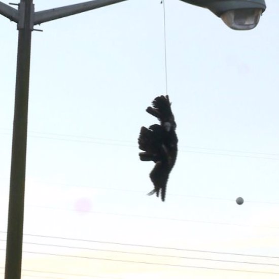 City Hangs Dead Vultures to Keep Live Ones Away