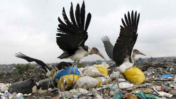 white-storks-at-a-landfill 2