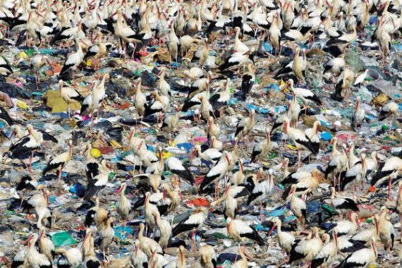 white-storks-at-a-landfill 3