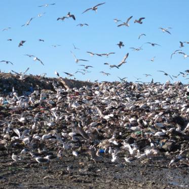 Storks Give Up Migrating to Eat Junk Food