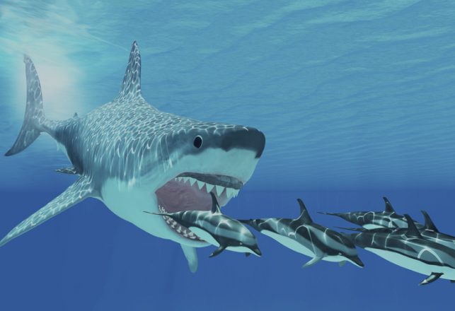 The Killer of C. Megalodon, the Largest Shark in History