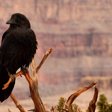 Ravens Are Just as Smart as Chimps