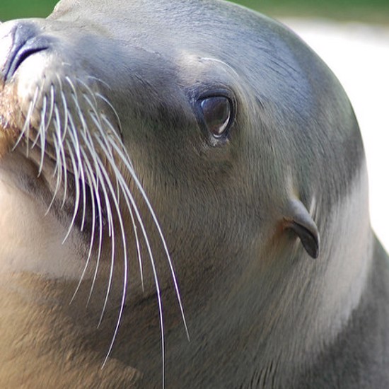 Map of a Sea Lion Brain Shows Whiskers Work Like Fingers