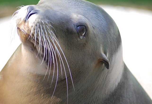Map of a Sea Lion Brain Shows Whiskers Work Like Fingers