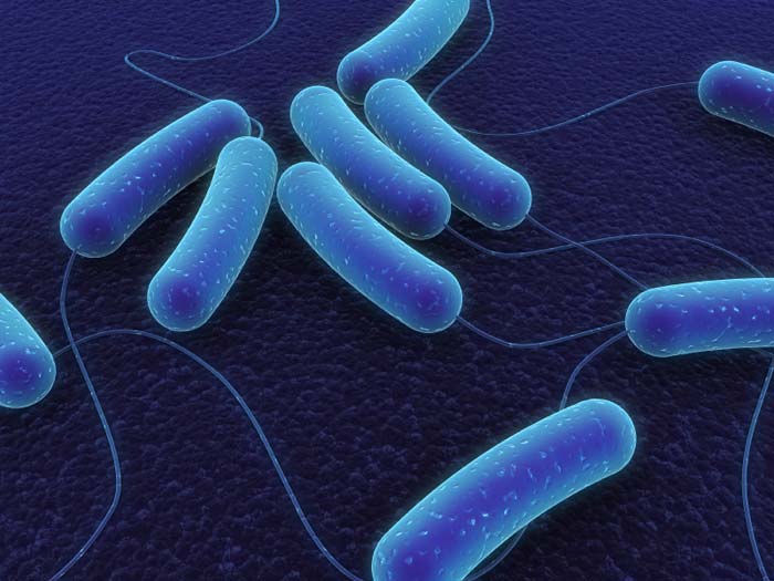 68511 e coli bacteria