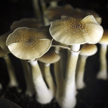 Magic Mushrooms Help the Brain Deal With Social Rejection