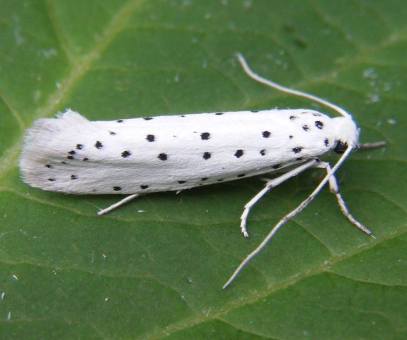 Spindle Ermine 570x477