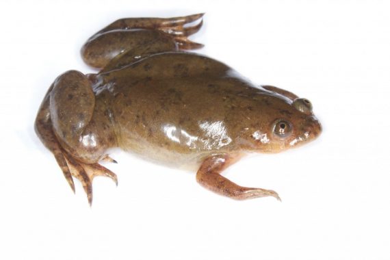 african clawed frog 570x380