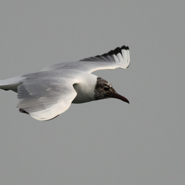 Wind Tunnel For Birds Will Help Build Better Drones