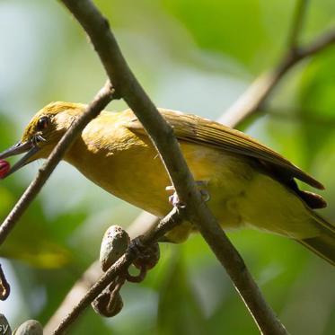 It Was Seeds That Saved Some Dinosaurs From Extinction