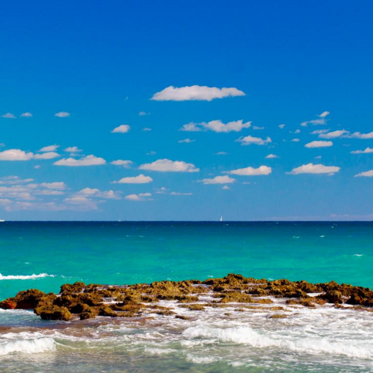 The Mystery Monsters of Florida’s Coastal Waterways