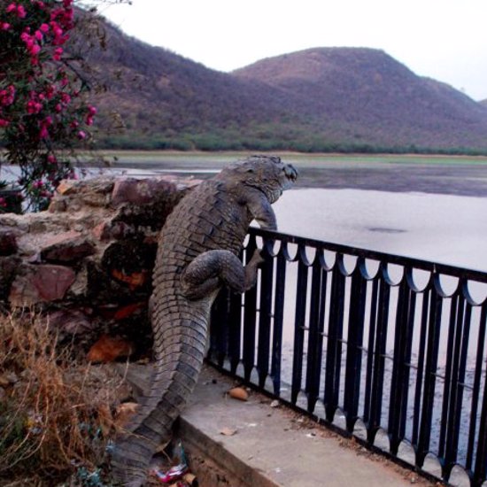 Beware of Cow-Eating Gators and Fence-Climbing Crocodiles